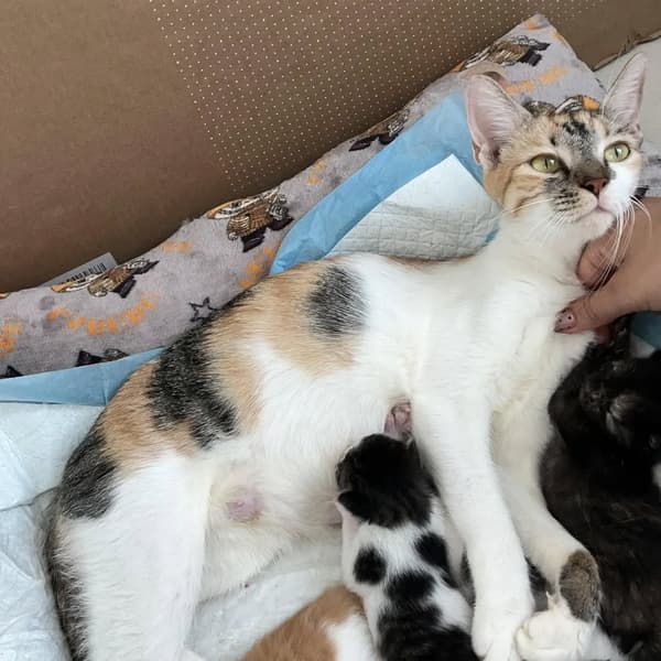6 animalitos