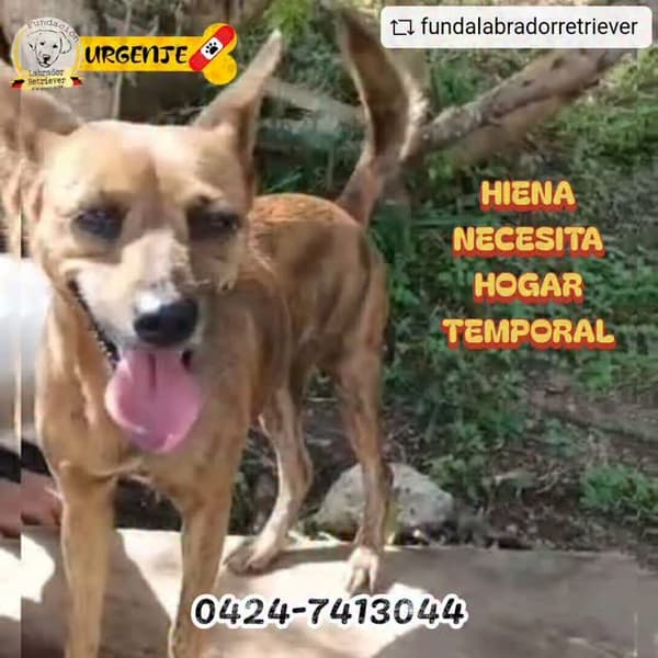 Hiena