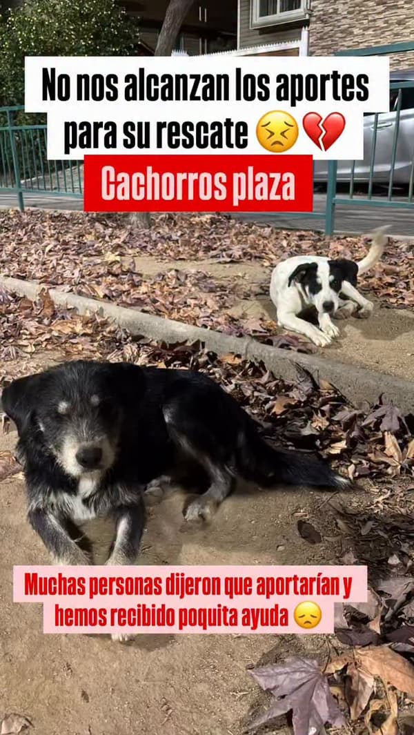 2 animalitos