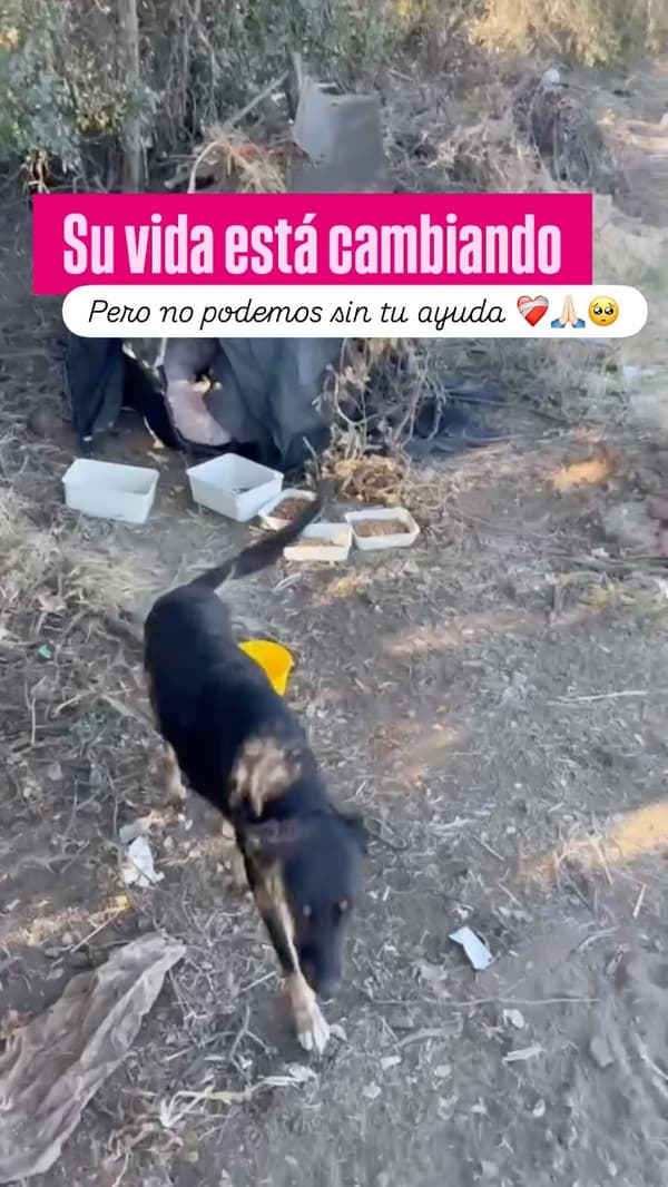 2 animalitos