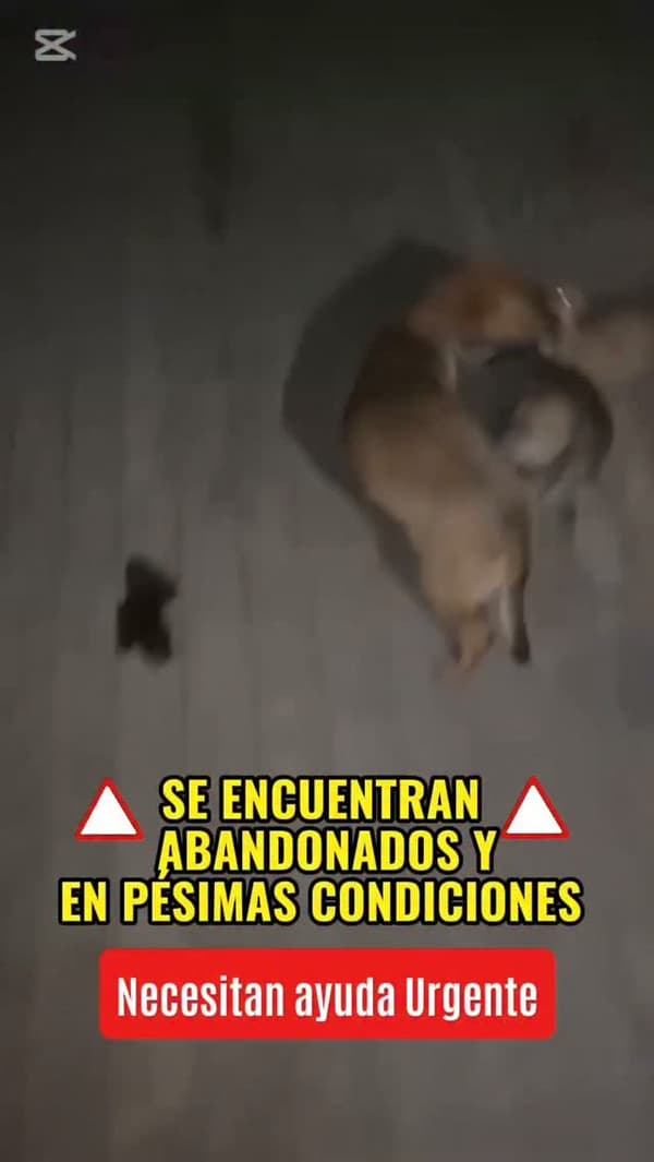 7 animalitos
