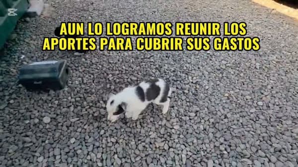 16 cachorros