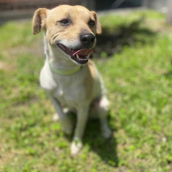 Canelo
