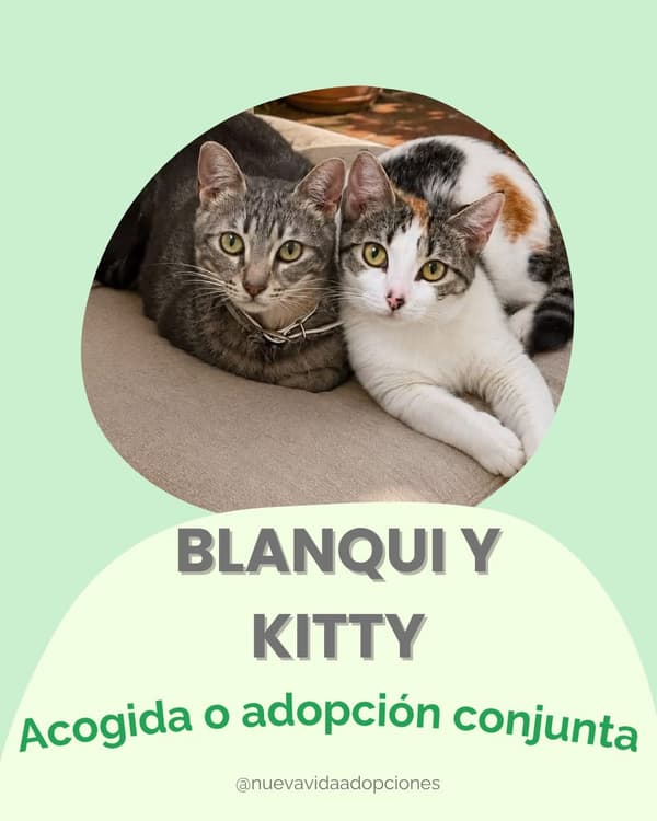 BLANQUI, KITTY