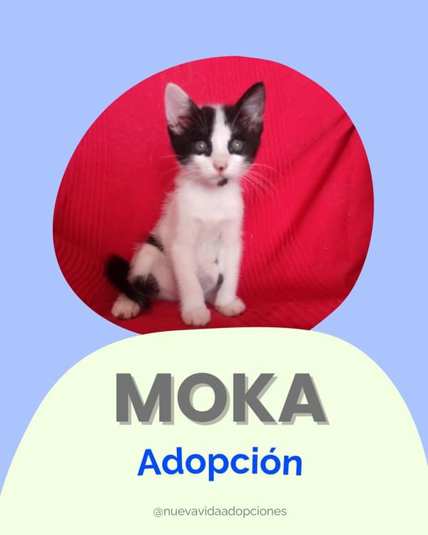 MOKA