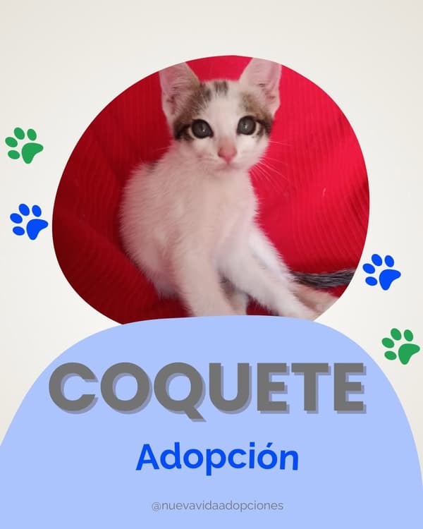 COQUETE