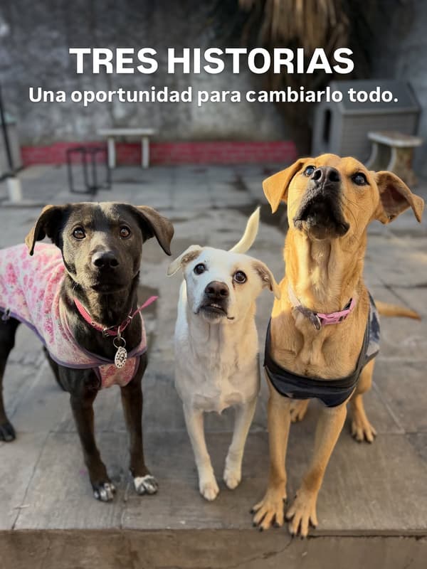 Mumi, Rubius, Fiby