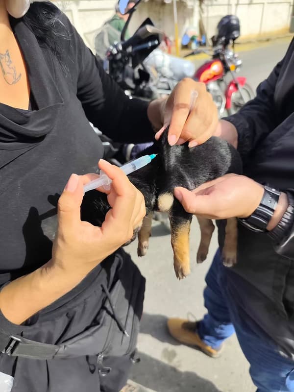 3 animalitos