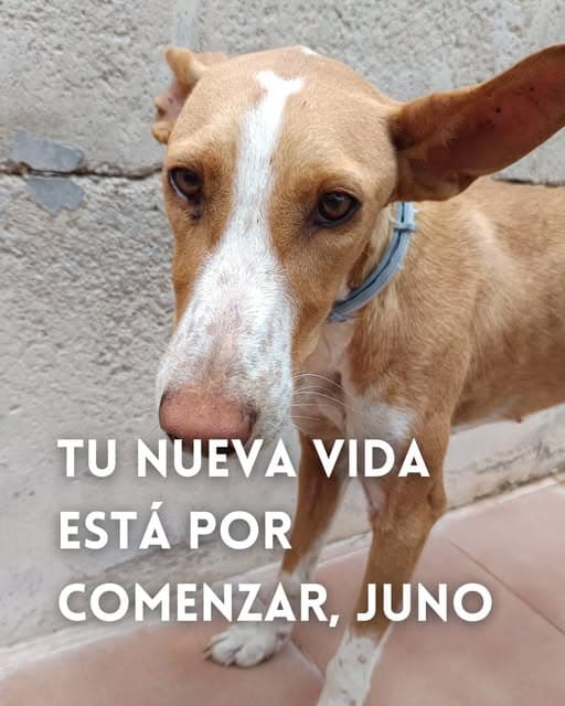 Juno