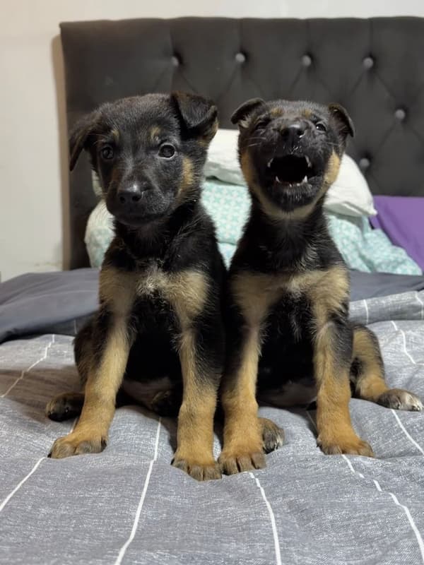 2 animalitos