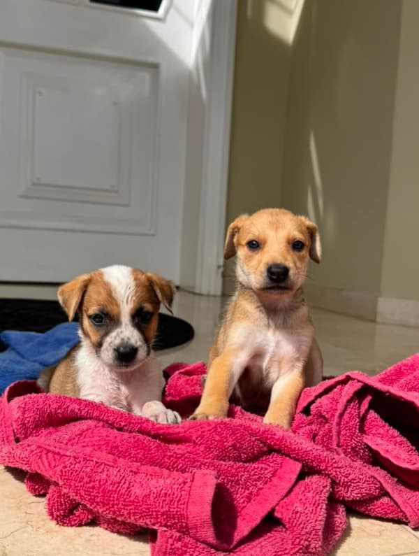 2 animalitos