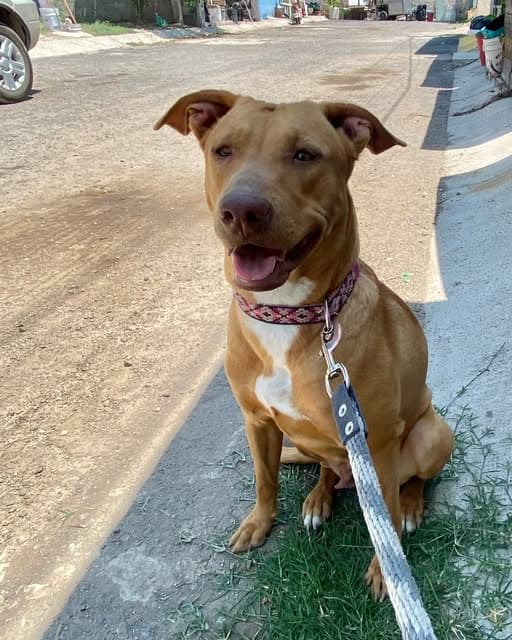Canela