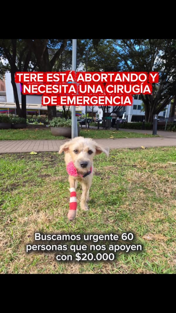 Tere