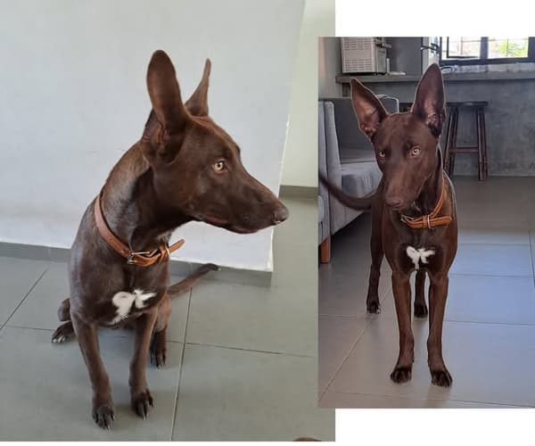 Choco