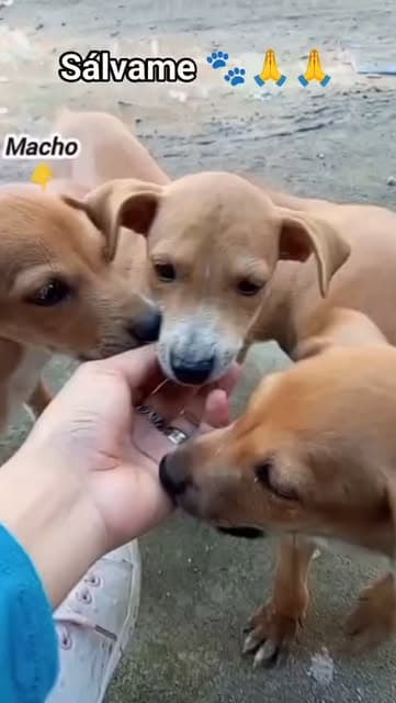 5 animalitos