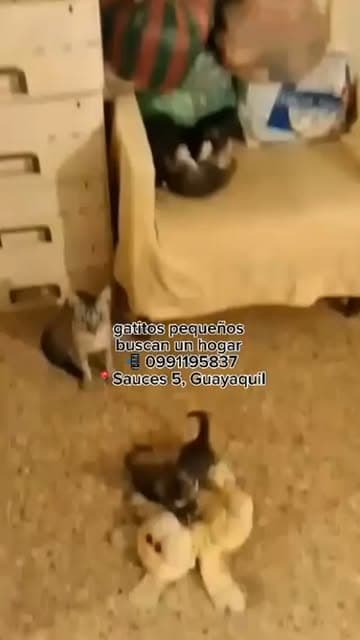 6 animalitos