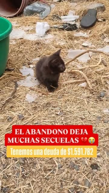5 animalitos