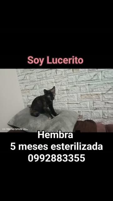 Lucerito