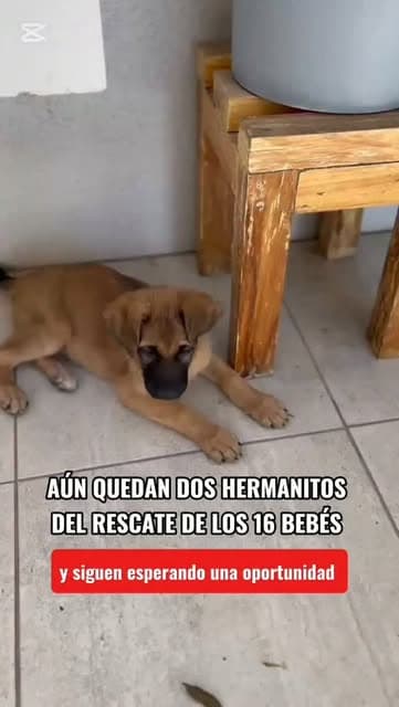 2 animalitos