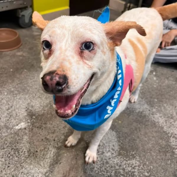 Gaviota