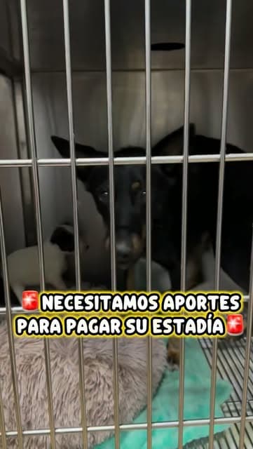 2 animalitos