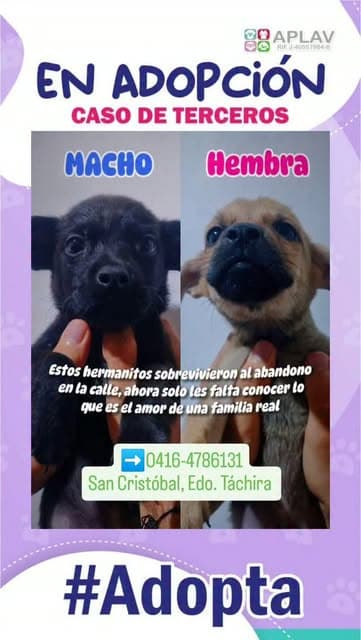 2 animalitos