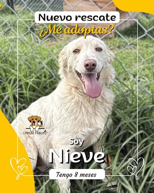 Nieve