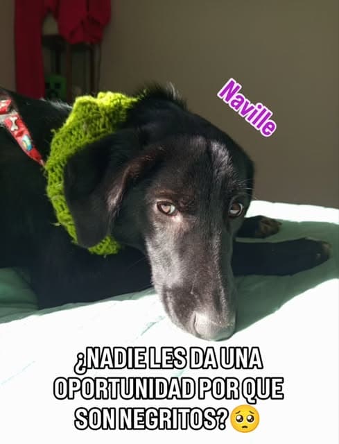 2 animalitos