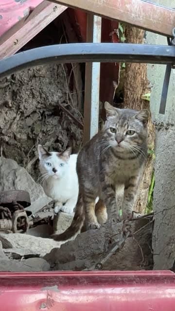 2 animalitos
