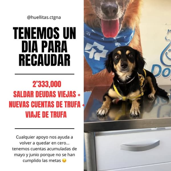 Trufa, Margarita
