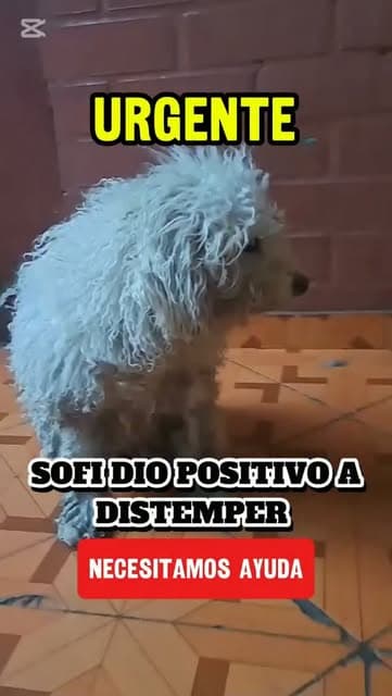 Sofi