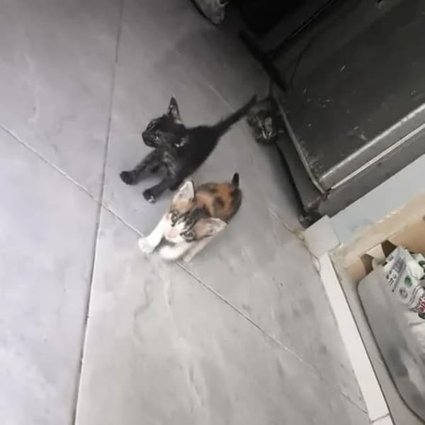 2 animalitos