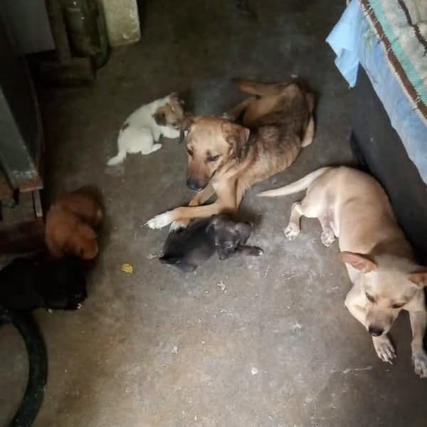 7 animalitos