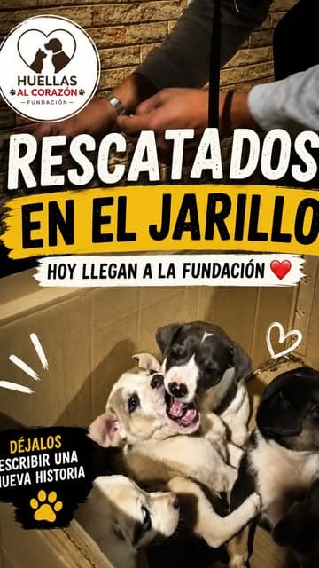 4 animalitos