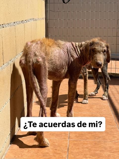 Lucas, Lola
