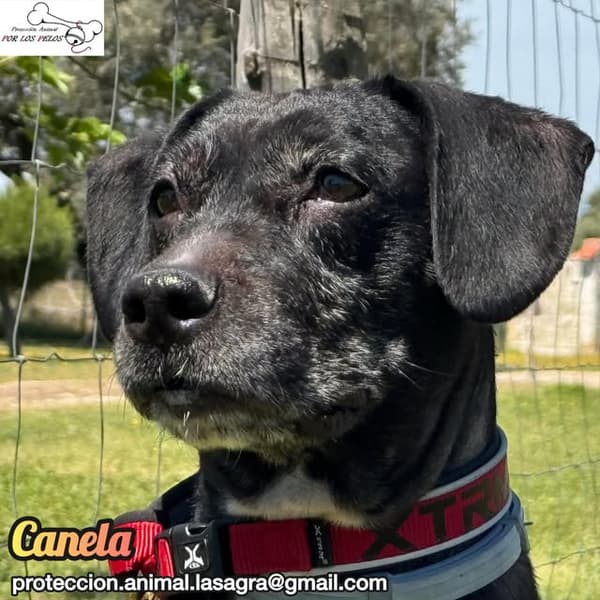 Canela
