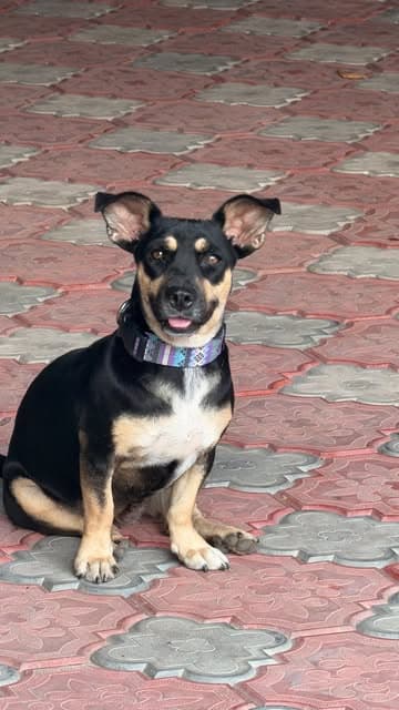 MILI