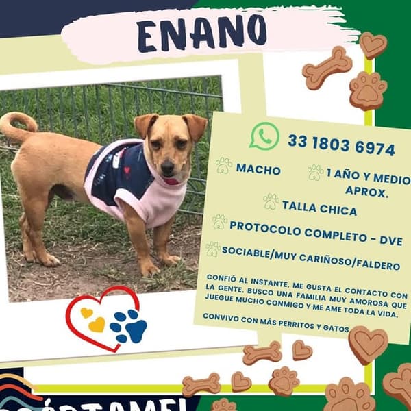 Enano