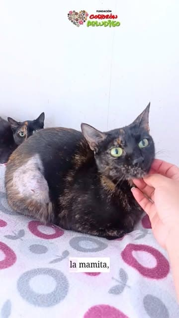 Nutella, Avellana
