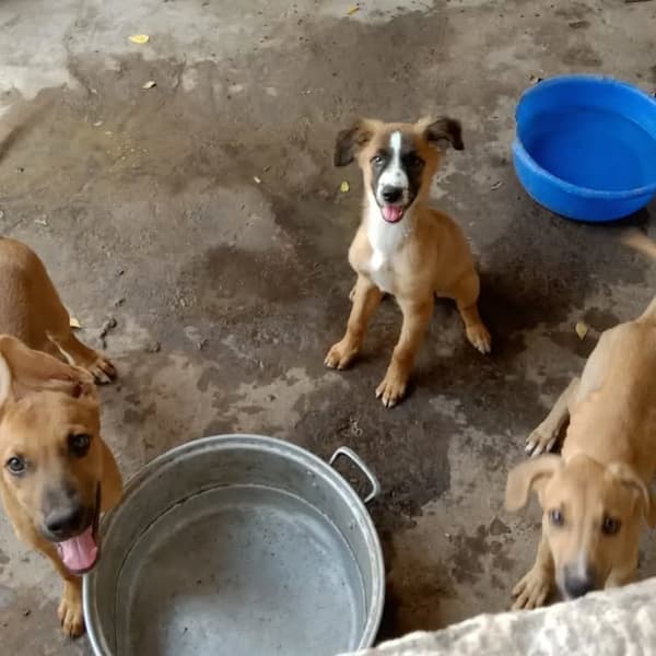 3 animalitos