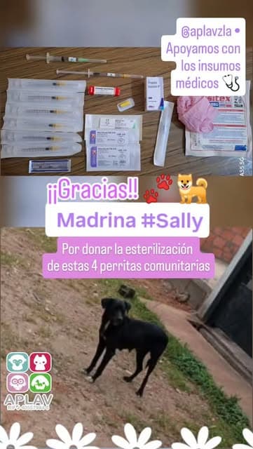 4 animalitos