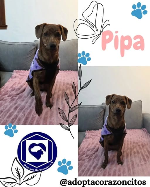 Pipa