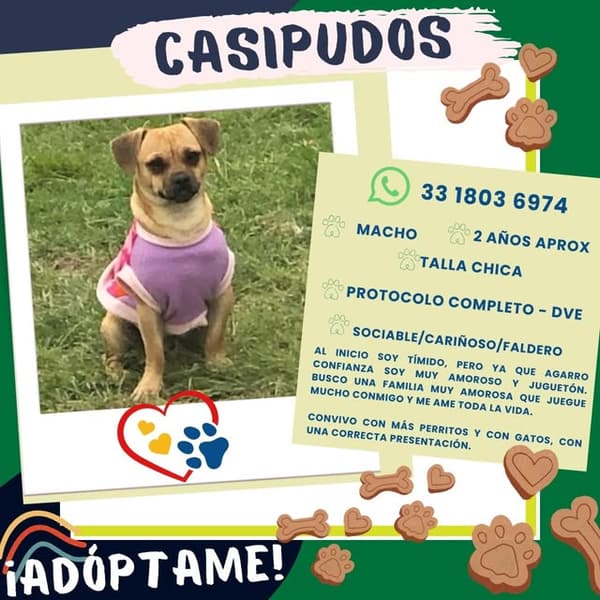 Casipudos