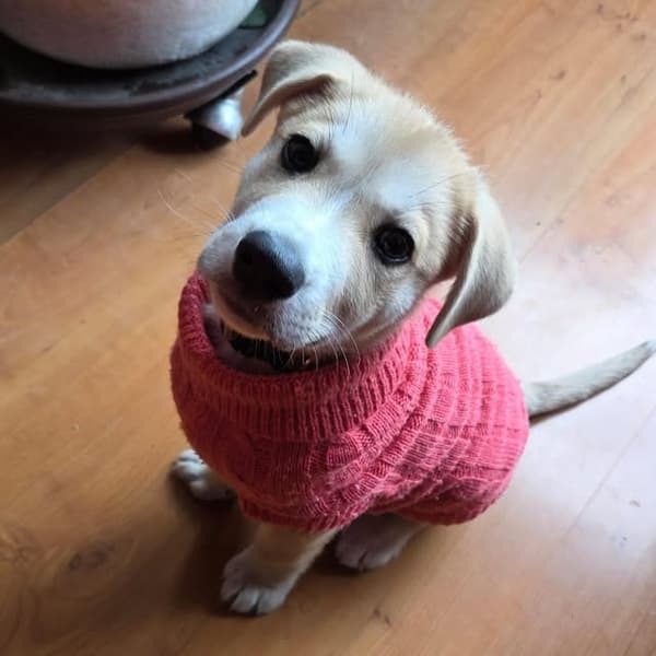 Teddy