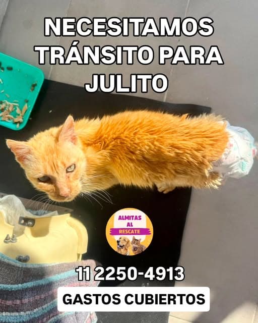 Julito