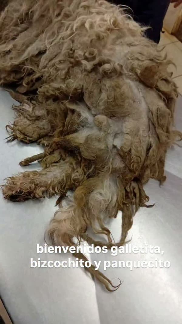 Galletita, Panquecito, Biscochita