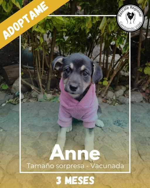 Anne