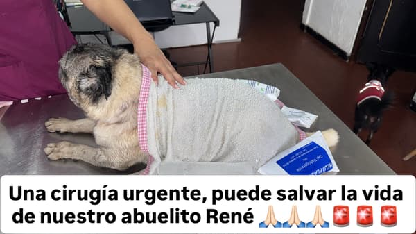 René