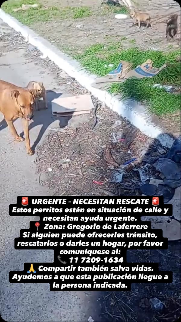 4 animalitos