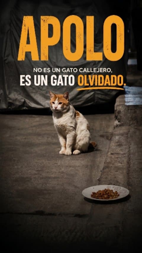 Apolo